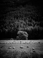 Monochrome Series: Nature's textures thumbnail