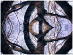 Photo Experiments | Magnificent Tree thumbnail