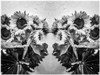 Photo Experiment: sunflowers at my friends house thumbnail
