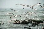 [PHOTO] A day on a Dutch beach #5 thumbnail