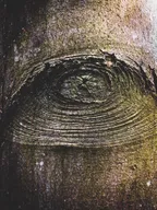 [PHOTO] Are you watching me? thumbnail