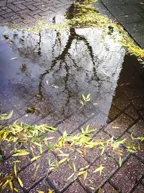 A Wednesday Morning Walk with Puddles thumbnail