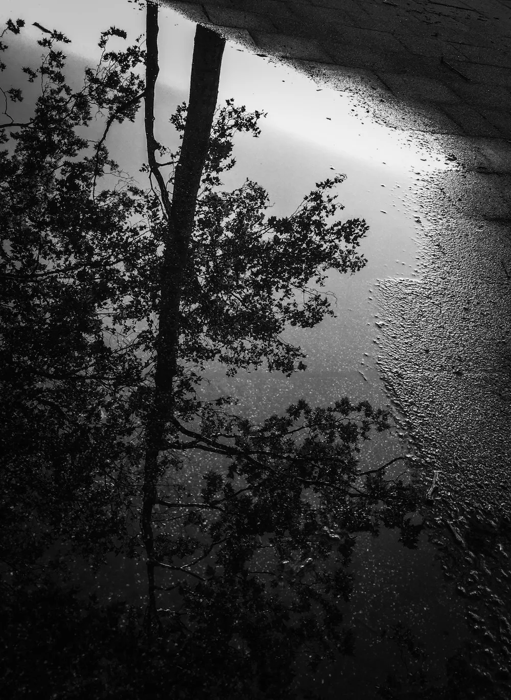 reflection_copyright_rosanne-dubbeld.JPEG