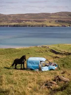 [PHOTO] The horse hugging the abandoned car thumbnail