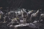 I'm a WOLF | I finally learned to accept my sleep schedule thumbnail