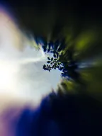 [PHOTO] Saturday Forest Walk with a challenging smartphone lens thumbnail