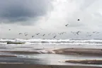 [PHOTO] A day on a Dutch beach #4 thumbnail