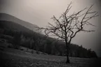 Monochrome Series: A dancing tree thumbnail