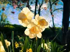 A flower, a birthday, an operation thumbnail