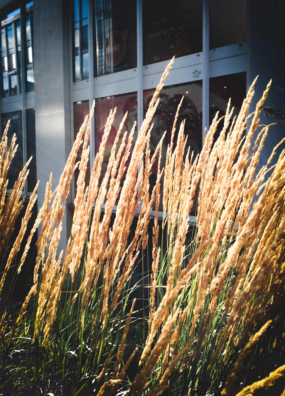 urban_garden_copyright_rosanne-dubbeld.JPEG