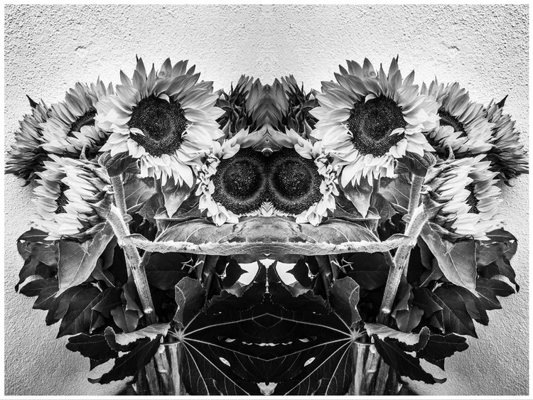 sunflower12_copyright_rosanne-dubbeld.JPEG