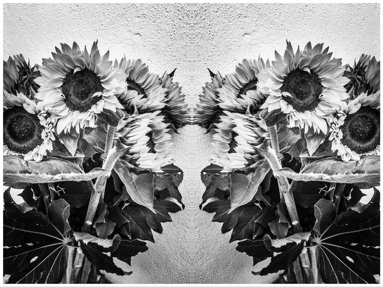 sunflower11_copyright_rosanne-dubbeld.JPEG