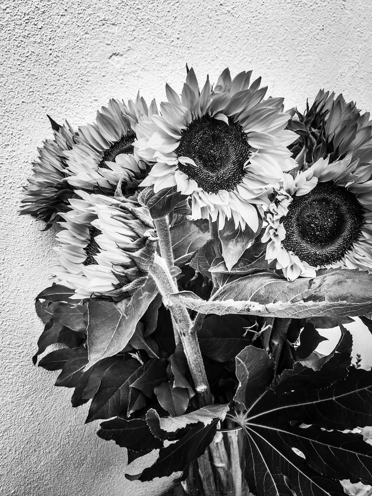 sunflower2_copyright_rosanne-dubbeld.JPEG