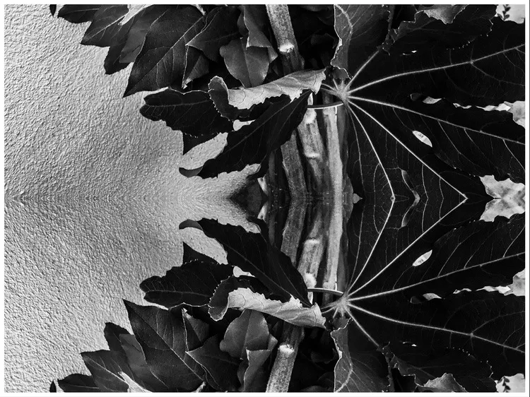 sunflower5_copyright_rosanne-dubbeld.JPEG