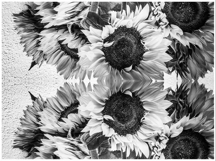 sunflower14_copyright_rosanne-dubbeld.JPEG