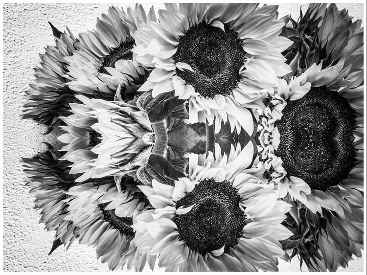 sunflower10_copyright_rosanne-dubbeld.JPEG