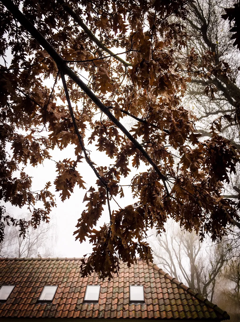 https://s3.us-east-2.amazonaws.com/partiko.io/img/soyrosa-photo-its-cold-outside-ons6qgvw-1544978228945.png