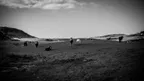 [PHOTO] The horse wonders thumbnail
