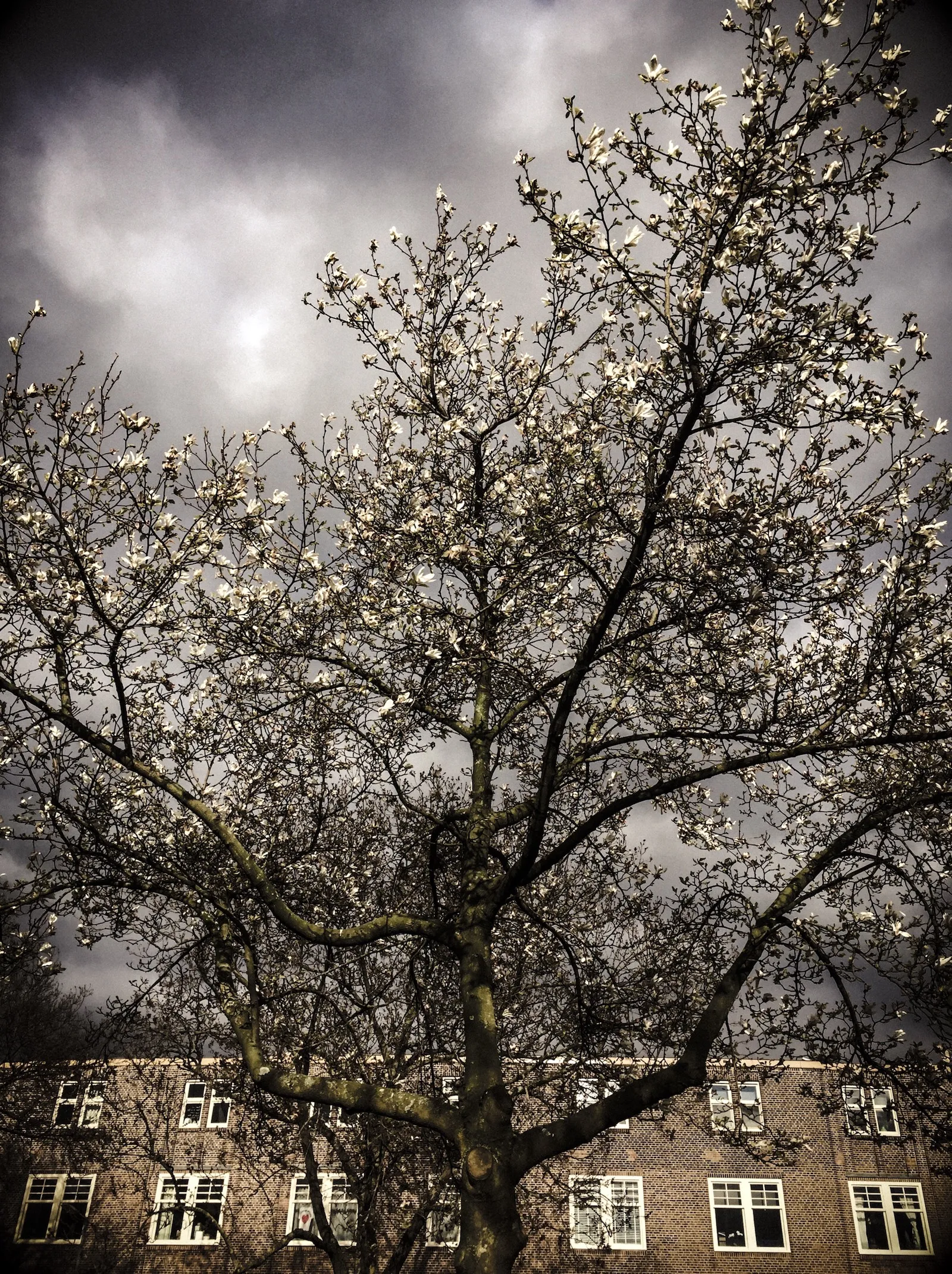 springtime.JPEG