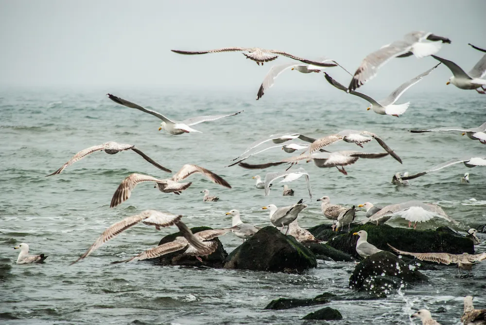 seagul.jpg